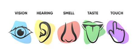 Icon set of five human senses sight, hearing, smell, taste, touch. The concept of human feelings. Simple line icons and color circles. Vector illustration.のイラスト素材