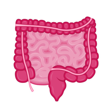 Small and Large Intestine. Human internal organ, digestive tract, anatomy, medicine concept, healthcare. Vector illustration.のイラスト素材