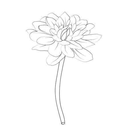 Dahlia flower isolated on white background. Vector outline illustration. Simple dahlia flower coloring pages. easy waterlily dahlia flower line art, simple dahlia drawingのイラスト素材