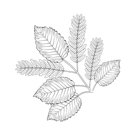 Hello, September autumn fall vector art hand-drawn illustration, natural leaf collection, pencil sketch coloring book, and page.
Wildflowers leaf of branch drawing, on the doodleのイラスト素材