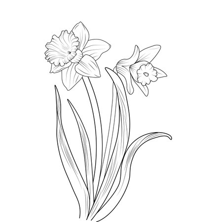 Flowers coloring pages, and book, Vector sketch of daffodil flowers, Hand drawn daffodil flowers, botanical leaf bud illustration engraved ink art style. daffodils flower sketch.のイラスト素材