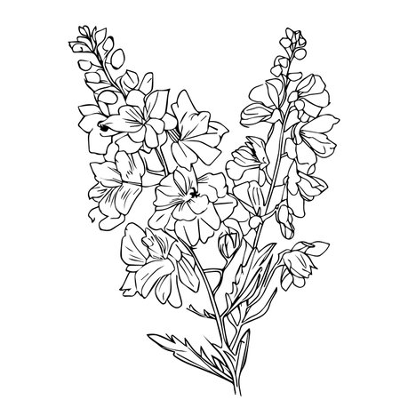 botanical leaf branch collection isolated on white, delphinium coloring pages and books.
Outline larkspur flower drawing, Bunch with Delphinium or Larkspurのイラスト素材
