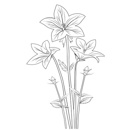 Bellflower illustration, drawing, engraving, ink, bellflower art, vector sketch pencil art Bluebell line drawing,
pencil bluebell drawing,
Bellflower drawing,のイラスト素材