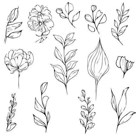 leaf coloring page and books, monochrome vector sketch, botanical leaf sketch, botanical vector, botanical background with natural leaf collection, illustration pencil art botanicaのイラスト素材