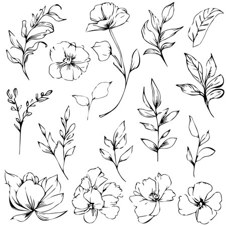 Set of vector hand-drawn botanical leaf, botanical line drawing,  wildflower botanical line art, leaf's vector art, Pencil realistic wild flower drawingのイラスト素材