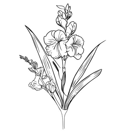 gladiolus drawings, gladiolus august birth flower, gladiolus flower tattoo black and white gladiolus flower vector clipart, gladiolus flower wall art, simple gladiolus vector artのイラスト素材