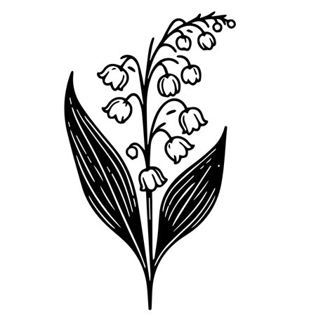 Lily of the Valley vector art, elements summer collection, hand-painted Allamanda cathartica wall decor, vector sketch, pencil art fresh marigold flower, Minimalist Lily of the Valのイラスト素材