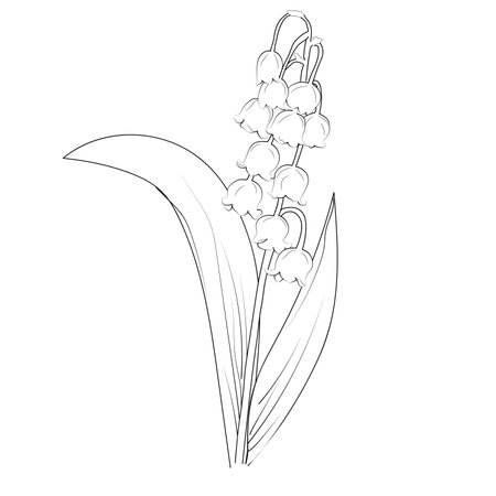 Simple flower coloring pages, Coloring pages for adults, hand drawing flower sketch art of Lily of the Valley, Lily of the Valley flowers coloring pages flower line art vectorのイラスト素材