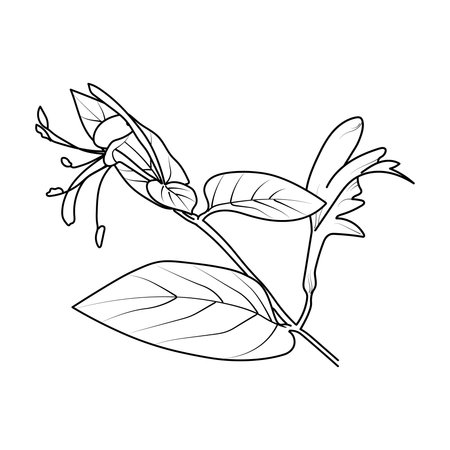 Branch with flowers and leaves. Coloring book for adults. Vector illustrationのイラスト素材