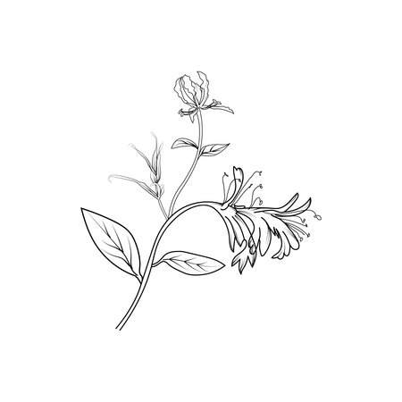 Flowering honeysuckle. Black and white vector illustration.のイラスト素材