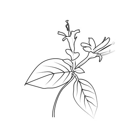 Branch with leaves and flowers. Vector illustration in outline style.のイラスト素材