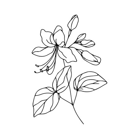 Continuous one simple single abstract line drawing lily flower icon in silhouette on a white background. Linear stylized.のイラスト素材