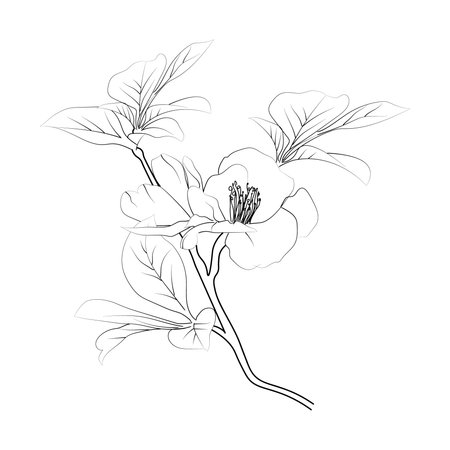 Quince flowering branch.of vector stock illustration hand outlining, Botanical quence flower engraved ink art, Quence flowers wall decor, coloring page isolated on white backgroundのイラスト素材
