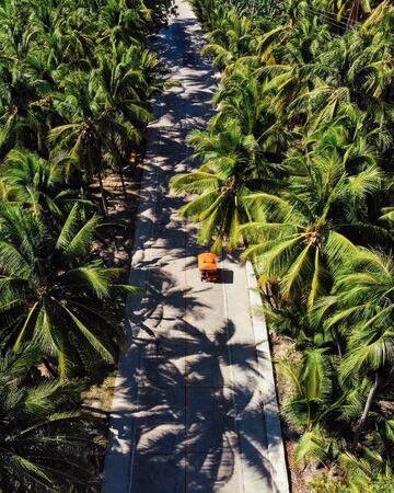 Palm Tree Road at Siargao, The Philippines - Aerial Photograph (1)の写真素材