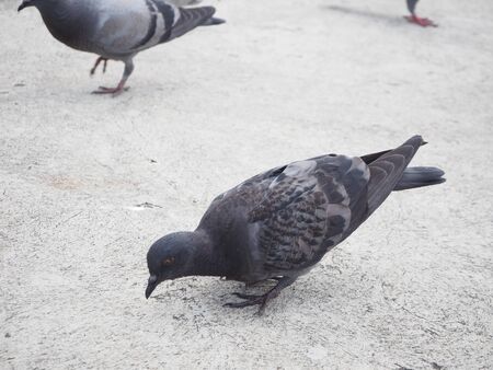 half one birdsの写真素材