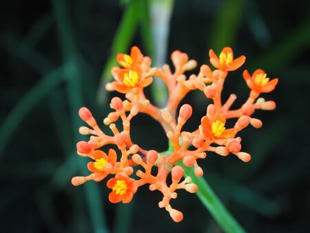 small flower