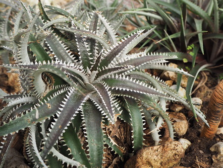 succulent2