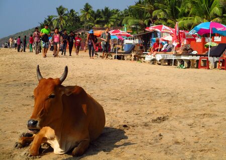 Cow sunbathing on the beach in Goa, Indiaのeditorial素材