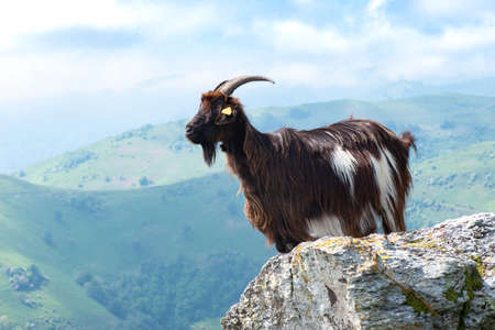 Single domesticated black billy goat standing on a rock in the Pyrenees mountains with hazy summer hills and mountains in the backgroundの写真素材