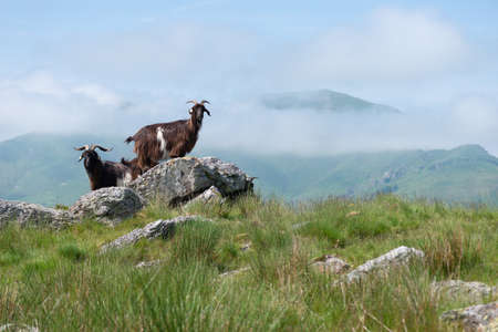 Small herd of domesticated goats in the Pyrenees mountains, standing on rocky outcrop with foreground grassy pastures and hazy summer atmosphere with low clouds over background mountains and hillsの写真素材