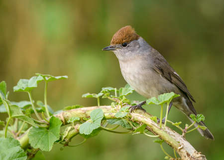 Female Eurasian Blackcap (Sylvia atricapilla) with reddish brown cap perched on a branch of a mallow weed plant looking at camera side viewの写真素材