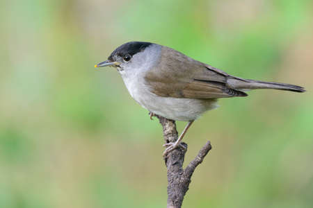 Blackcap Sylvia atricapilla male