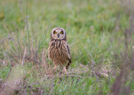 Wild Short eared owl Asio flammeus sitting in green grass farmland field looking at camera with bright golden yellow eyesの写真素材