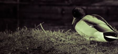 Ducky by the rivieraの写真素材
