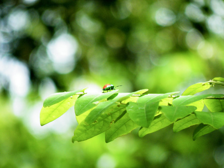 Ladybird on a branch of leaves.