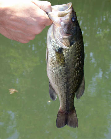             bass 2