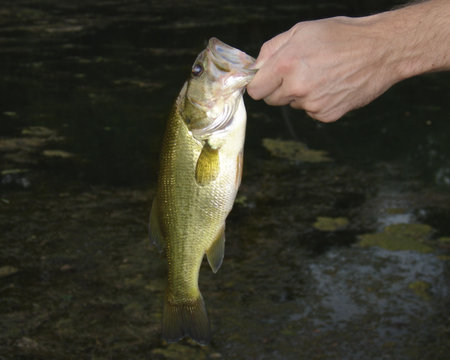               largemouth                 の写真素材