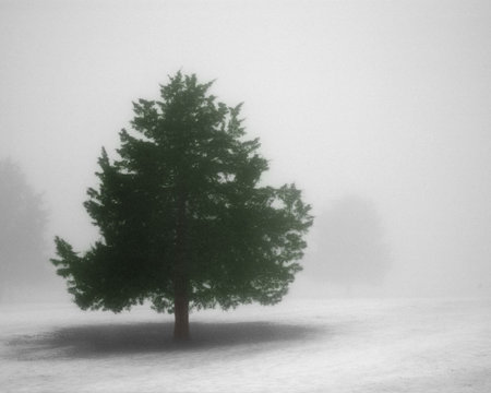 tree in fog