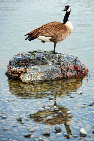 canada gooseの写真素材