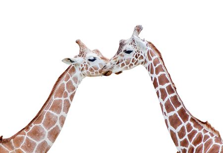 giraffeの写真素材