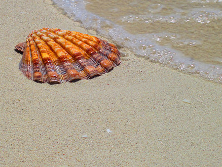    seashell                            