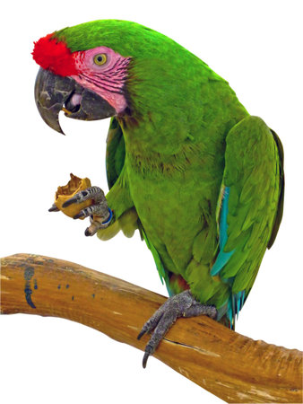 polly