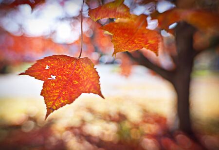 close up of leaf