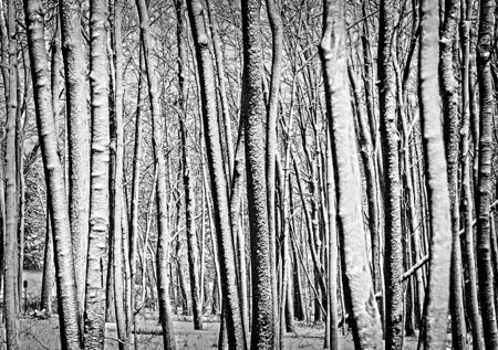 Winter treesの写真素材