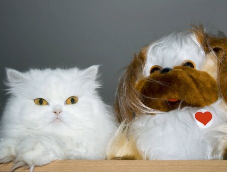 Friendship of cat and toy dog . Copy spaceの写真素材