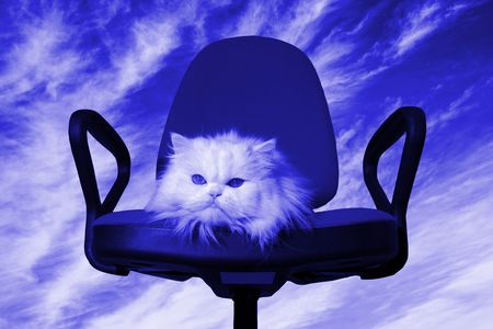 White cat in the armchair. Colorize in blueの写真素材