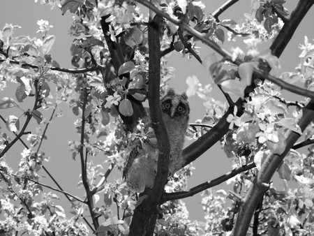 Owl sitting on a apple tree. Black and white photoの写真素材