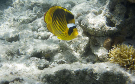 Underwater life of Red sea in Egypt  Saltwater fishes and coral reef  Butterflyfish Chaetodon family...