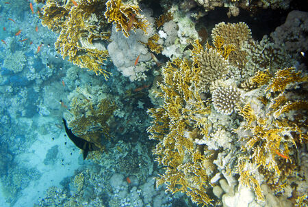 Millepora dichotoma fire hard coral . Underwater life of Red sea in Egypt. Saltwater fishes and...