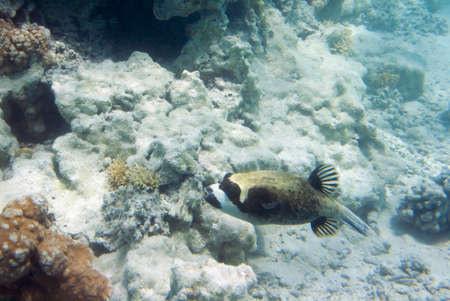 Arothron Dog Face Puffer Arothron diadematus. Underwater life of Red sea in Egypt. Saltwater fishes...