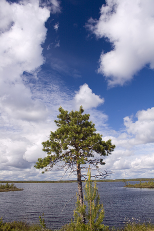 Lonely pine on a lake coastの写真素材