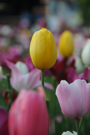 Blooming tulips: November 8, 2014 shooting in Shanghai Botanical Garden.の写真素材