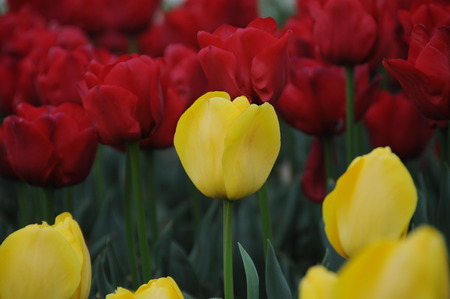 Blooming tulips: November 8, 2014 shooting in Shanghai Botanical Garden.の写真素材