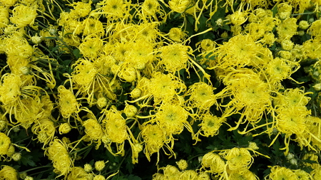 close up of chrysanthemumの写真素材