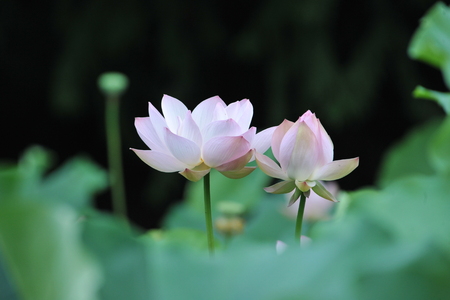 White Lotusの写真素材