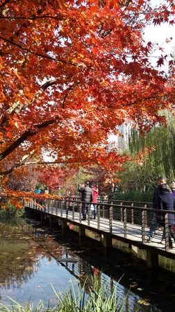 Scenery of red maple leaf in the winter